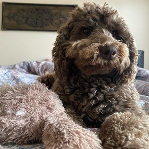 Meet your Posher, Andrea